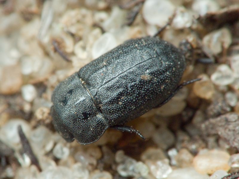 Melanimon tibiale (Fabricius, 1781)